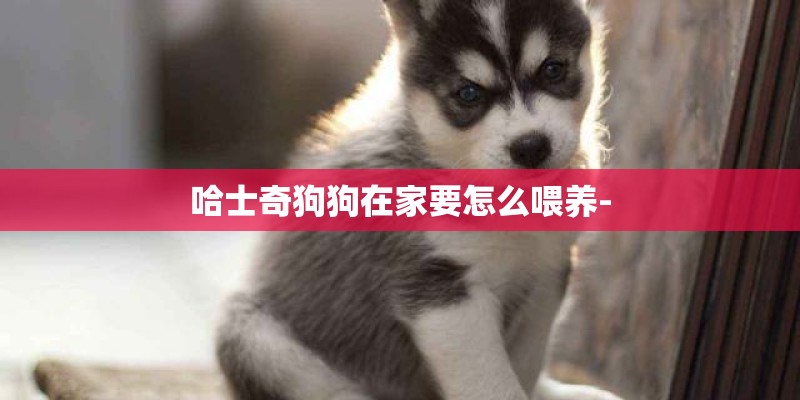 哈士奇狗狗在家要怎么喂养-