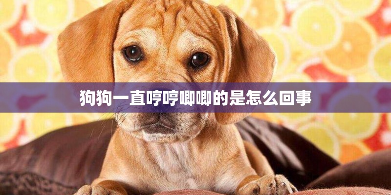 狗狗一直哼哼唧唧的是怎么回事