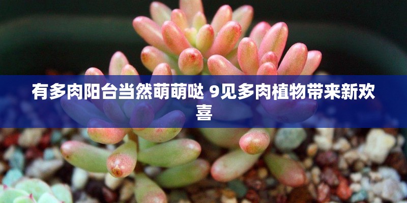盆栽草莓的种植方法有哪些？