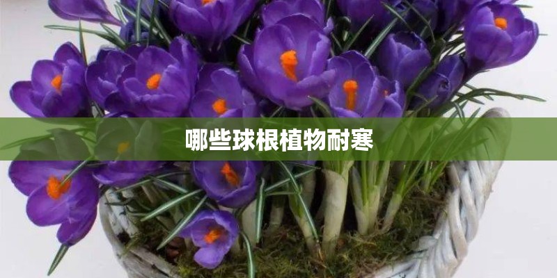 哪些球根植物耐寒 哪些球根植物耐寒
