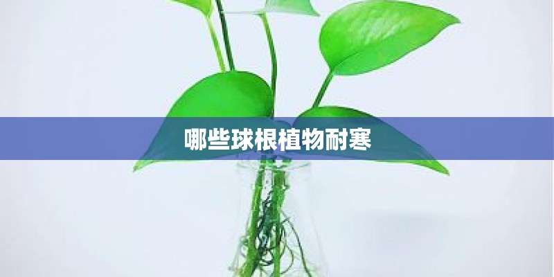 哪些球根植物耐寒 哪些球根植物耐寒