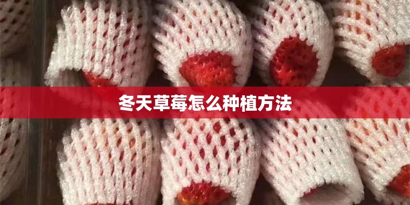冬天草莓怎么种植方法