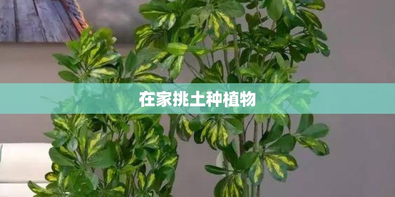 在家挑土种植物