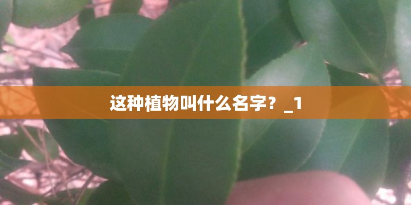 这种植物叫什么名字？_1