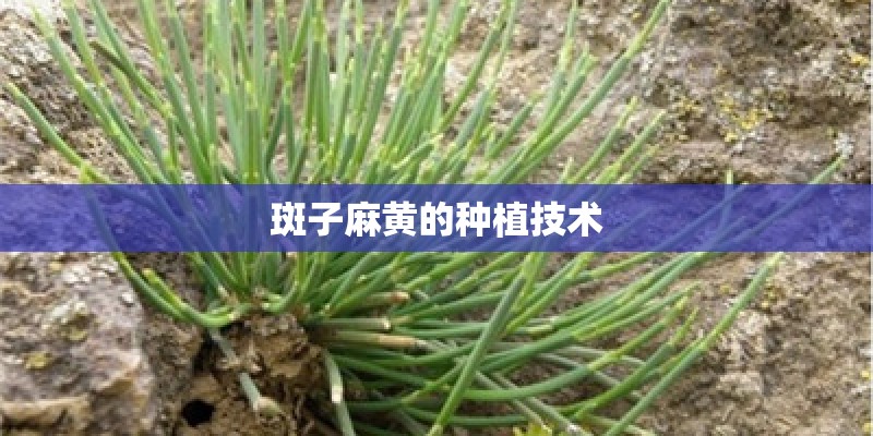 斑子麻黄的种植技术