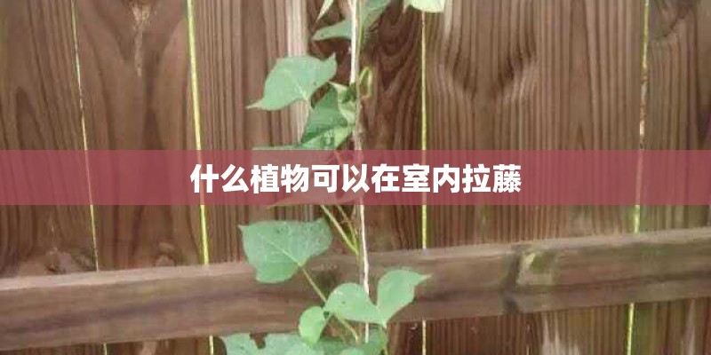 什么植物可以在室内拉藤