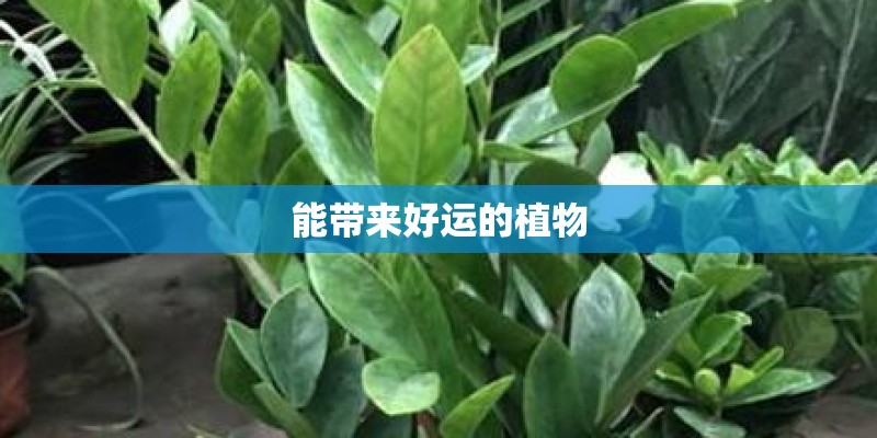 能带来好运的植物