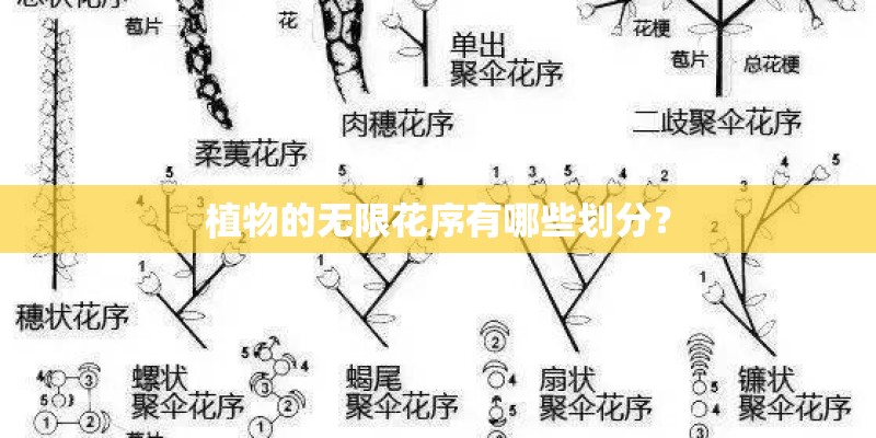 植物的无限花序有哪些划分? 植物的无限花序有哪些划分?