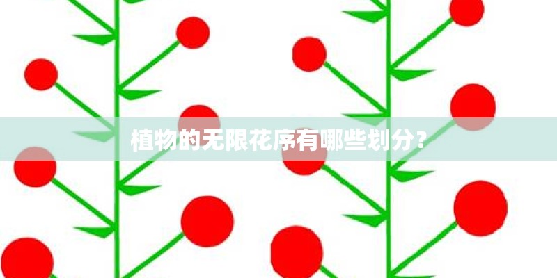 植物的无限花序有哪些划分? 植物的无限花序有哪些划分?