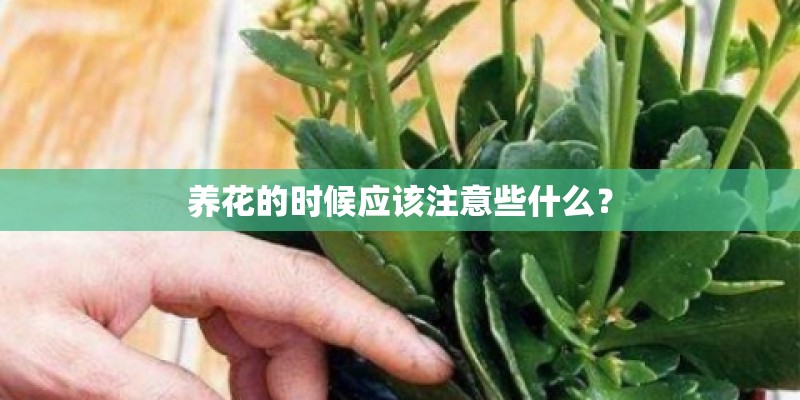 养花的时候应该注意些什么？