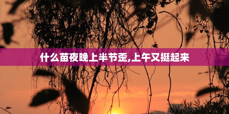 什么苗夜晚上半节歪,上午又挺起来