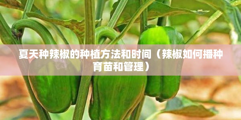 夏天种辣椒的种植方法和时间（辣椒如何播种育苗和管理）