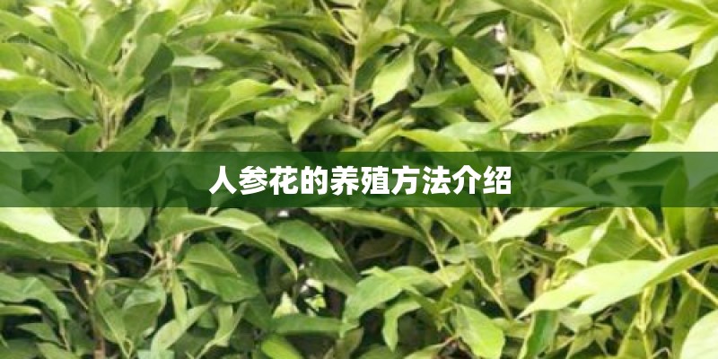 人参花的养殖方法介绍