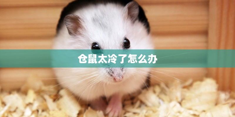 仓鼠太冷了怎么办