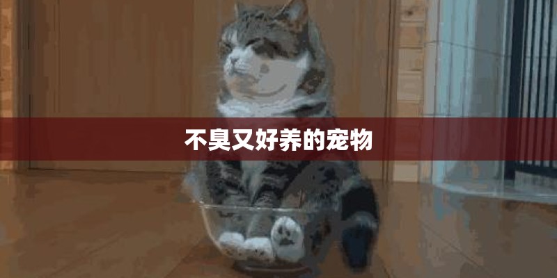 不臭又好养的宠物