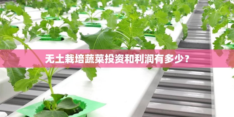无土栽培蔬菜投资和利润有多少？