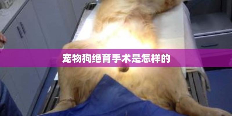宠物狗绝育手术是怎样的 宠物狗绝育手术是怎样的