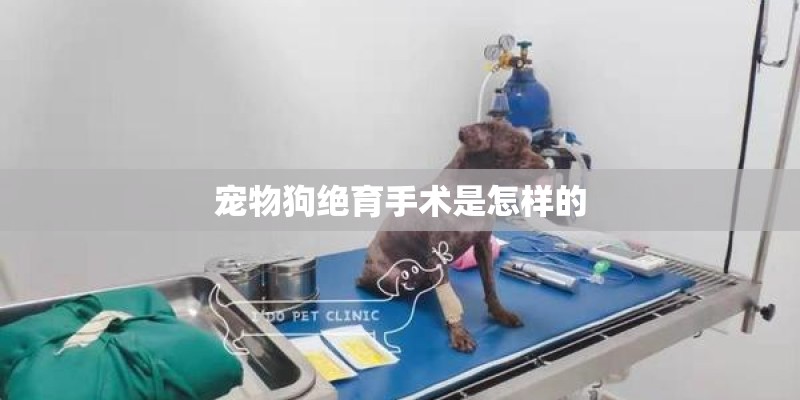 宠物狗绝育手术是怎样的 宠物狗绝育手术是怎样的