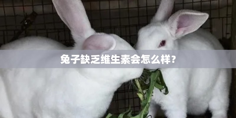 兔子缺乏维生素会怎么样? 兔子缺乏维生素会怎么样?