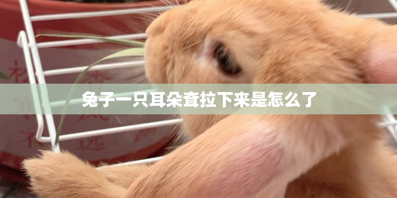 兔子一只耳朵耷拉下来是怎么了