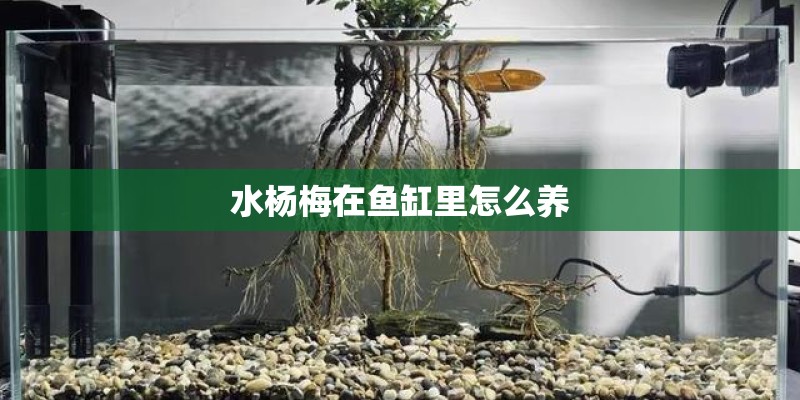 水杨梅在鱼缸里怎么养 水杨梅在鱼缸里怎么养