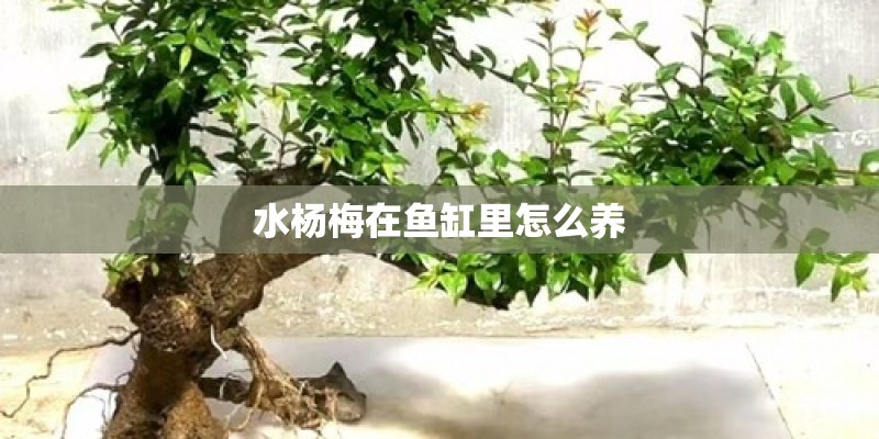 水杨梅在鱼缸里怎么养 水杨梅在鱼缸里怎么养