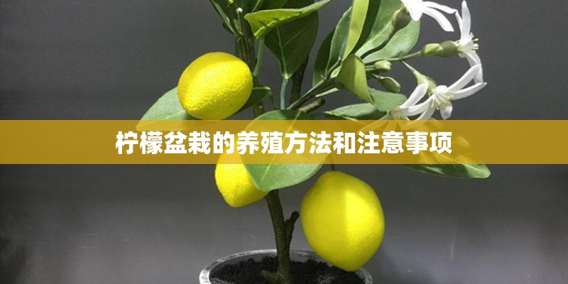 柠檬盆栽的养殖方法和注意事项