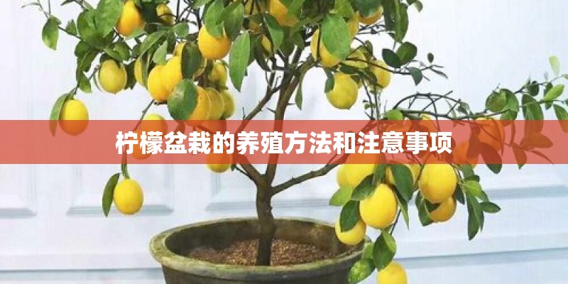 柠檬盆栽的养殖方法和注意事项 柠檬盆栽的养殖方法和注意事项