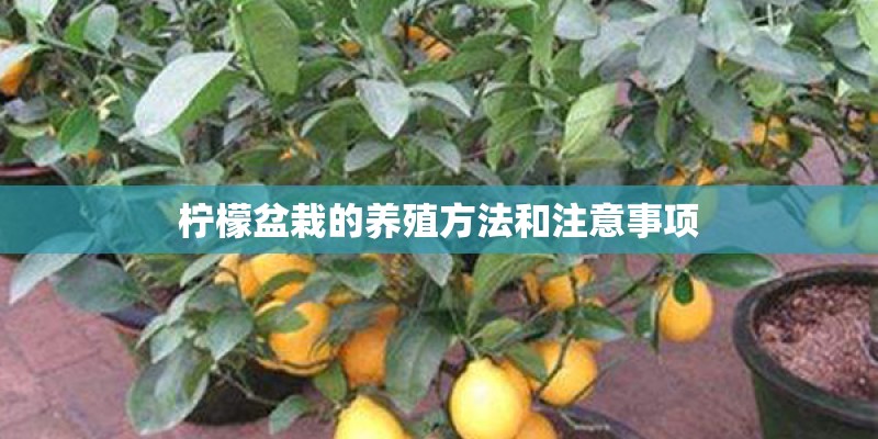 柠檬盆栽的养殖方法和注意事项 柠檬盆栽的养殖方法和注意事项