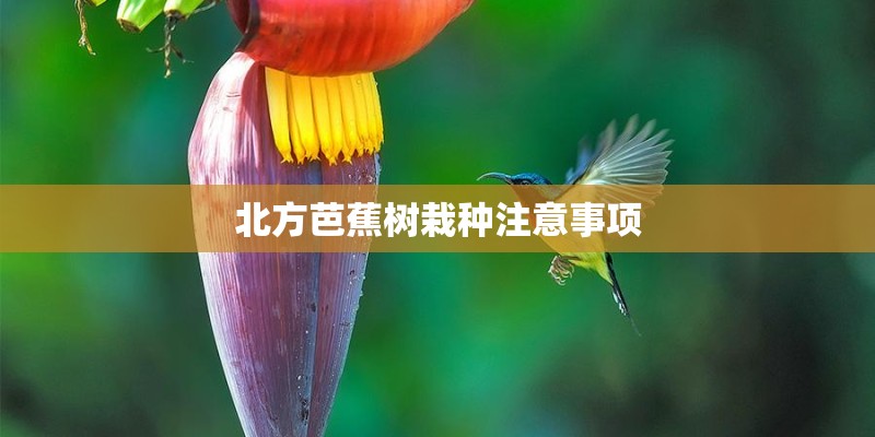 北方芭蕉树栽种注意事项