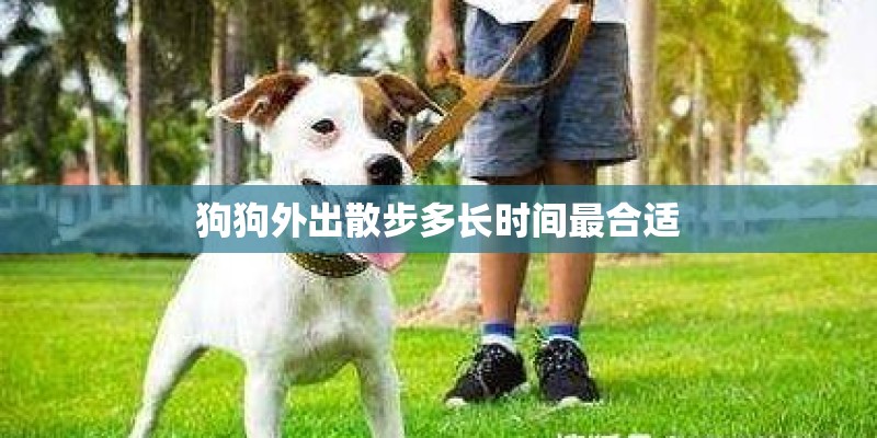 狗狗外出散步多长时间最合适 狗狗外出散步多长时间最合适