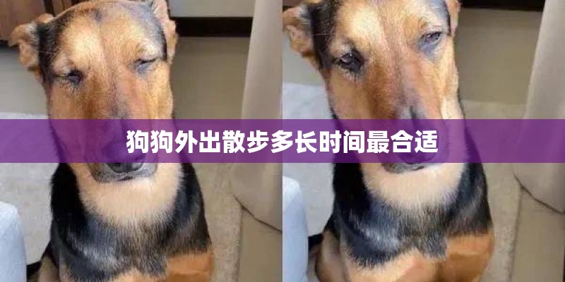 狗狗外出散步多长时间最合适 狗狗外出散步多长时间最合适