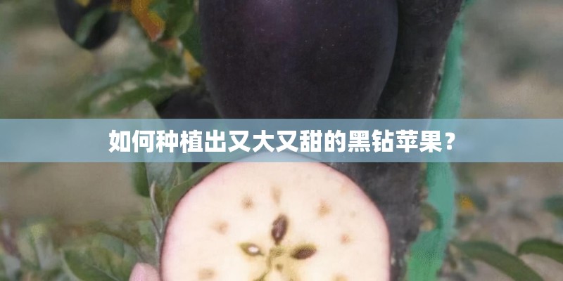 如何种植出又大又甜的黑钻苹果？