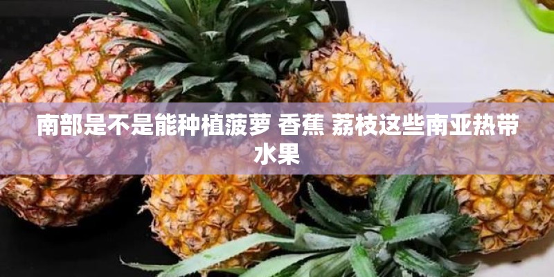 南部是不是能种植菠萝 香蕉 荔枝这些南亚热带水果 南部是不是能种植菠萝 香蕉 荔枝这些南亚热带水果