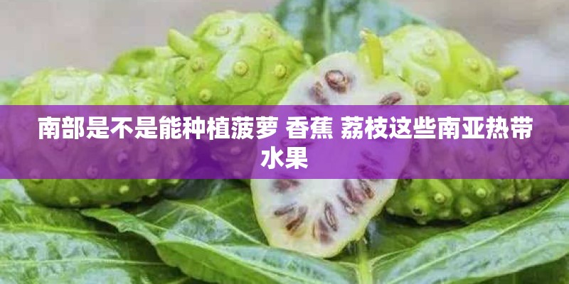 南部是不是能种植菠萝 香蕉 荔枝这些南亚热带水果 南部是不是能种植菠萝 香蕉 荔枝这些南亚热带水果