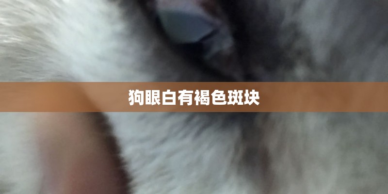 狗眼白有褐色斑块