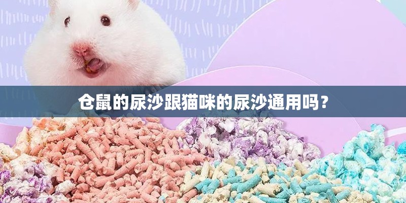 仓鼠的尿沙跟猫咪的尿沙通用吗？