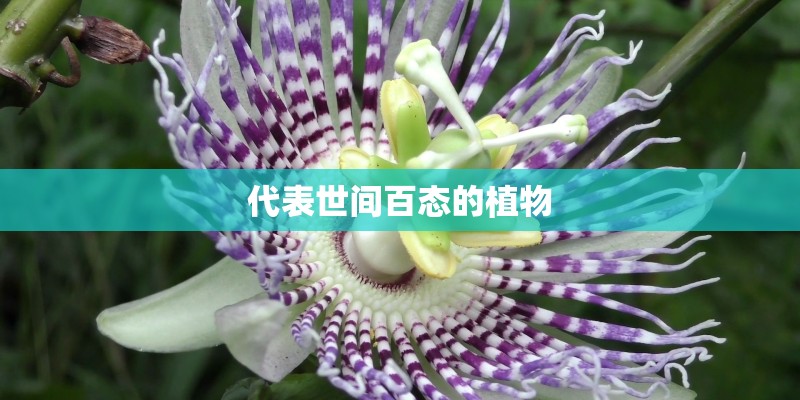 代表世间百态的植物