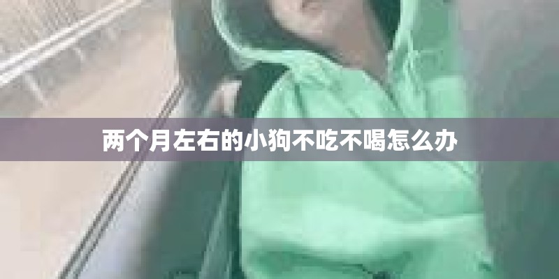 两个月左右的小狗不吃不喝怎么办 两个月左右的小狗不吃不喝怎么办