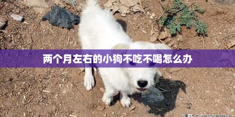 两个月左右的小狗不吃不喝怎么办 两个月左右的小狗不吃不喝怎么办