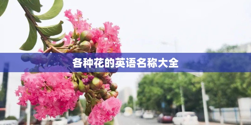 各种花的英语名称大全