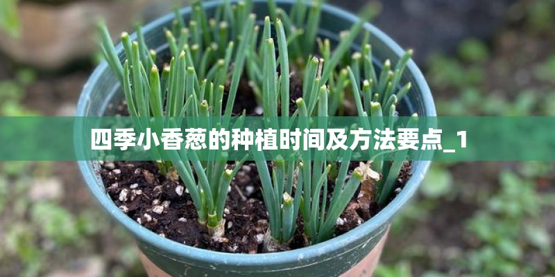四季小香葱的种植时间及方法要点_1 四季小香葱的种植时间及方法要点_1