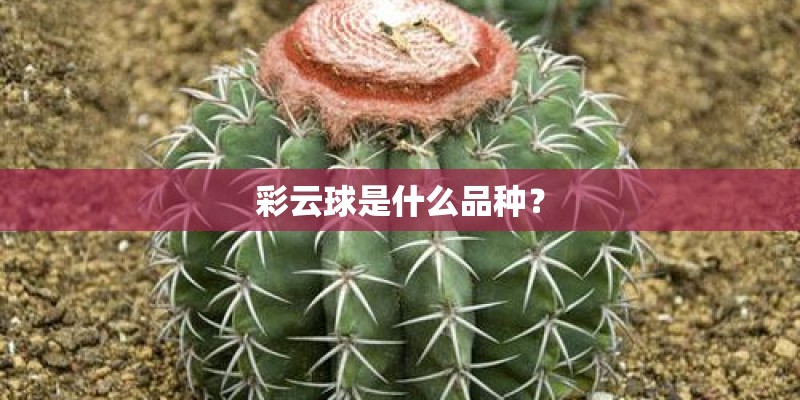 彩云球是什么品种? 彩云球是什么品种?
