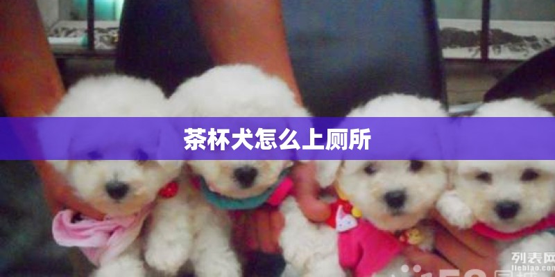 茶杯犬怎么上厕所 茶杯犬怎么上厕所