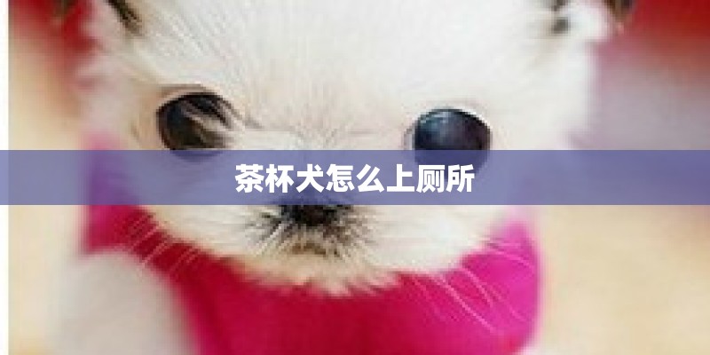 茶杯犬怎么上厕所 茶杯犬怎么上厕所