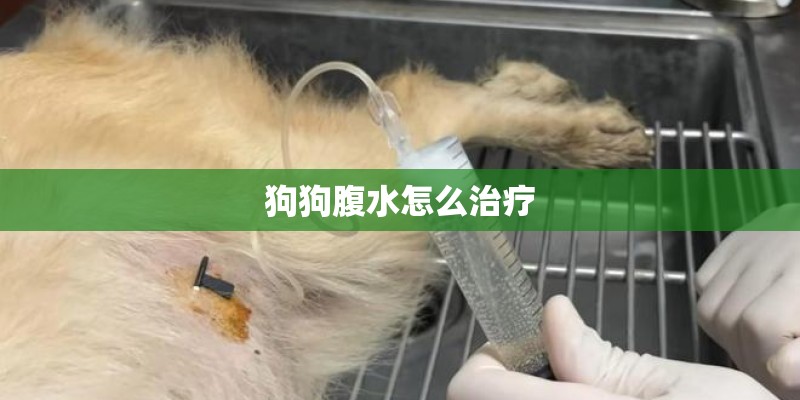 狗狗腹水怎么治疗