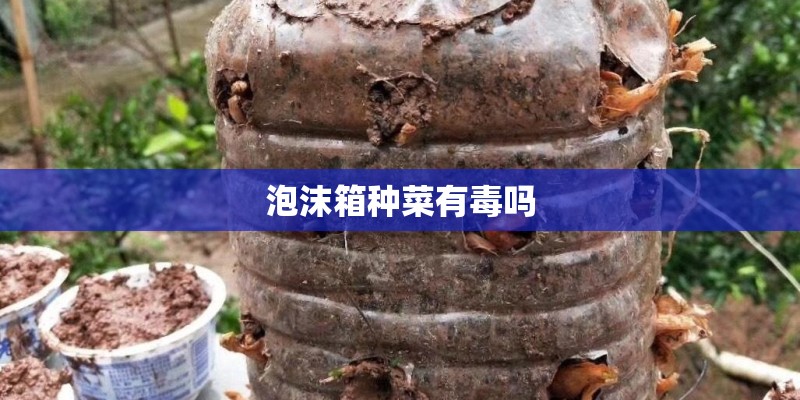 泡沫箱种菜有毒吗