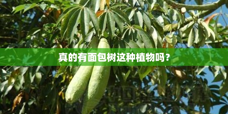 真的有面包树这种植物吗? 真的有面包树这种植物吗?