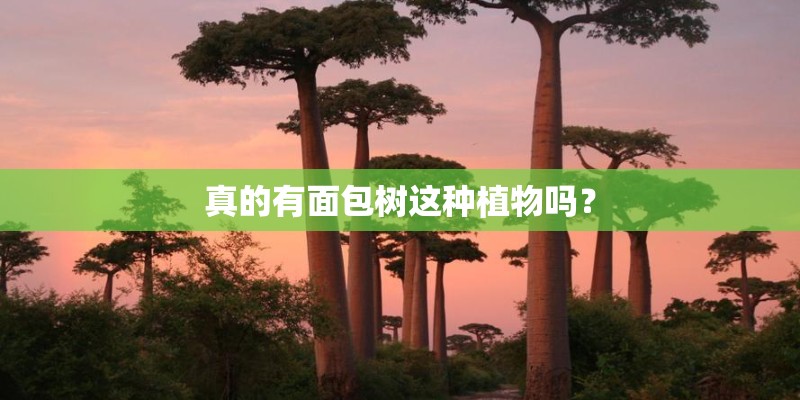 真的有面包树这种植物吗? 真的有面包树这种植物吗?