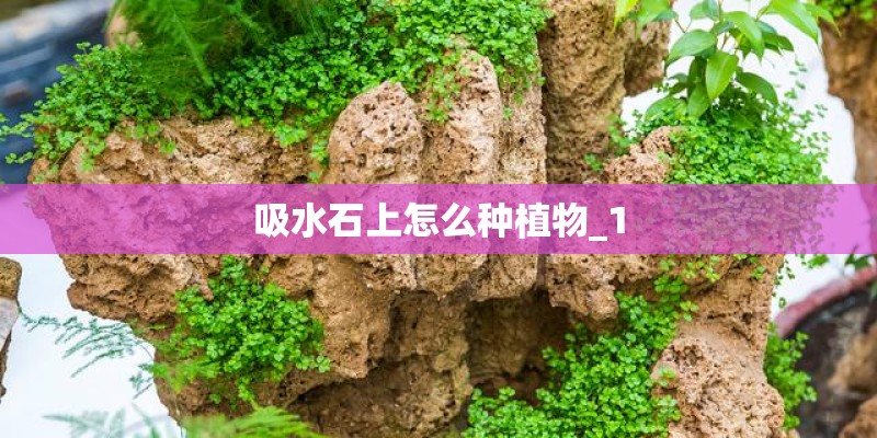 吸水石上怎么种植物_1 吸水石上怎么种植物_1